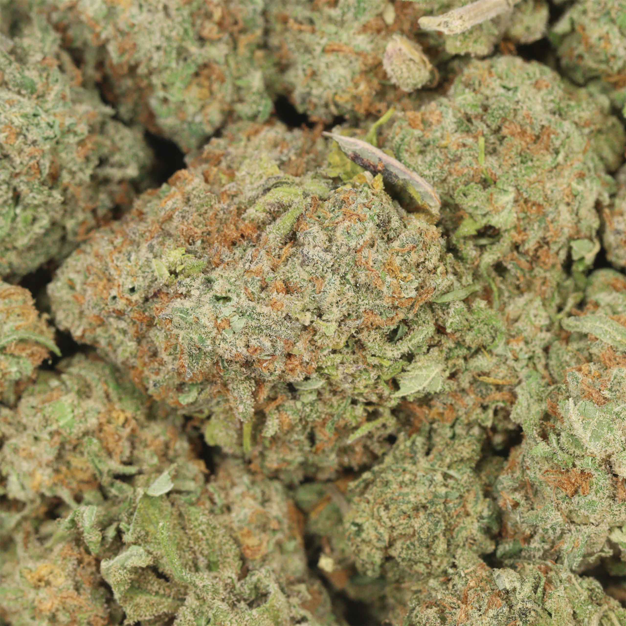 Mimosa - Image 3