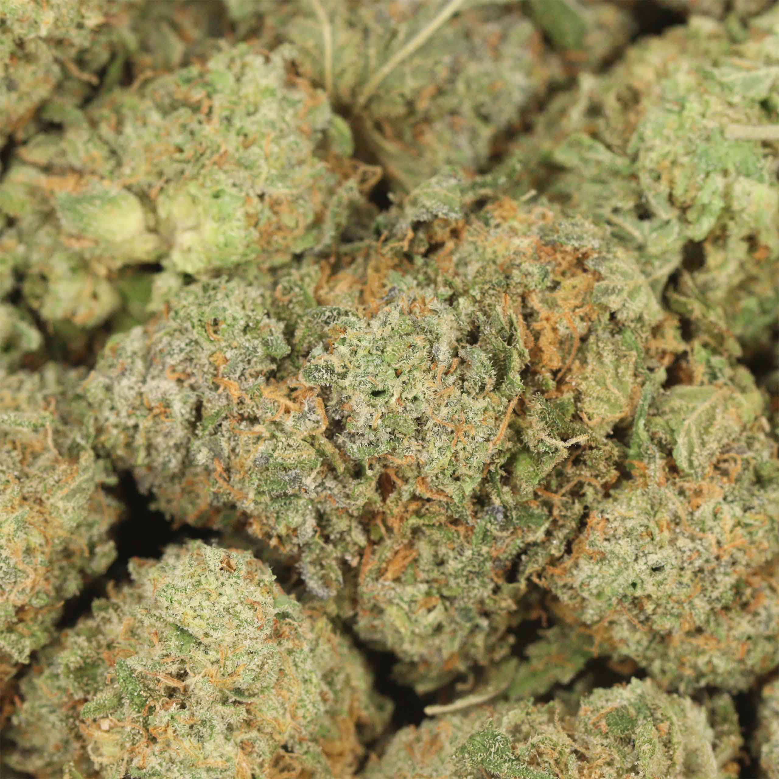 NYC Diesel - Image 3