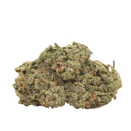 Purple Kush strain cannabis