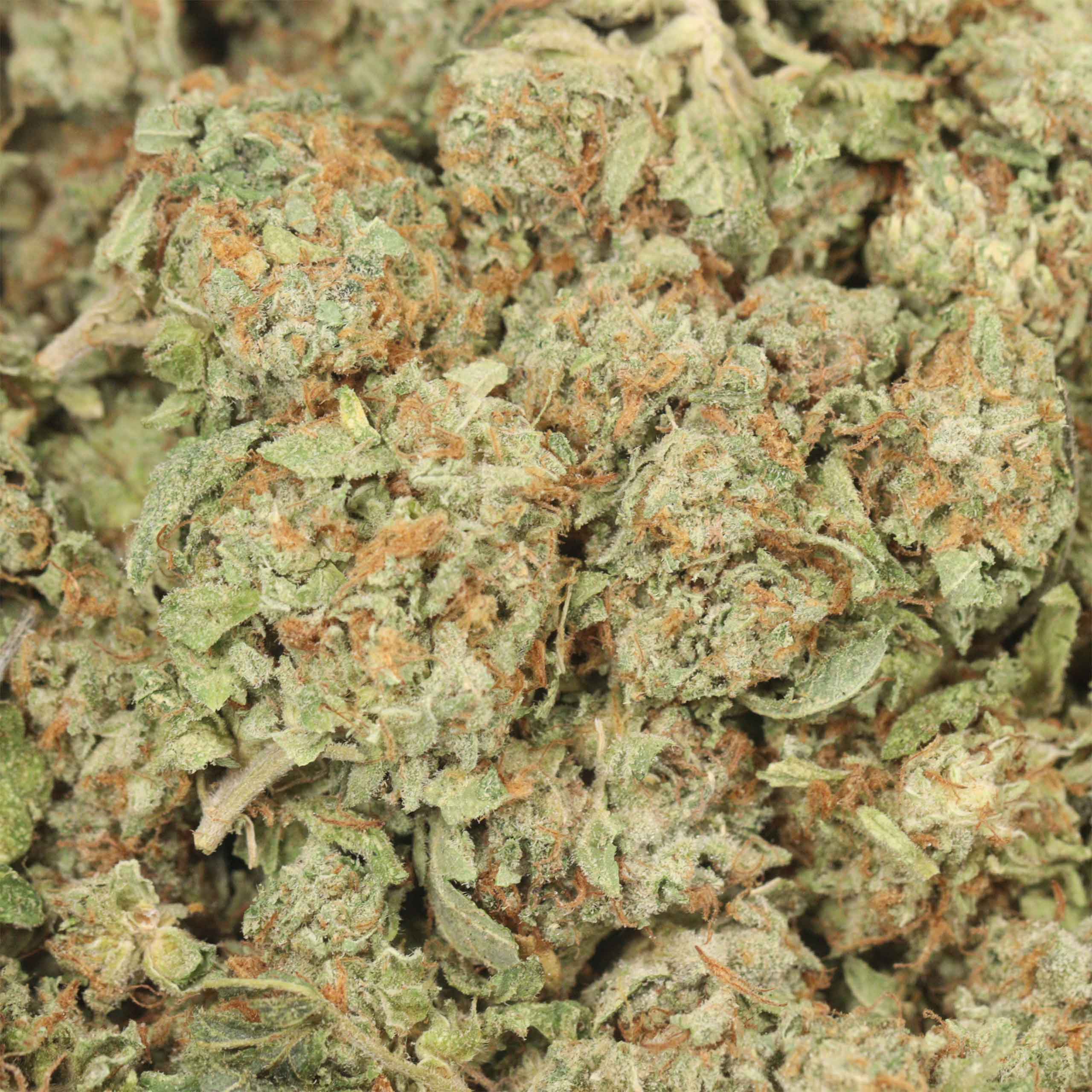 Starbud - Image 3