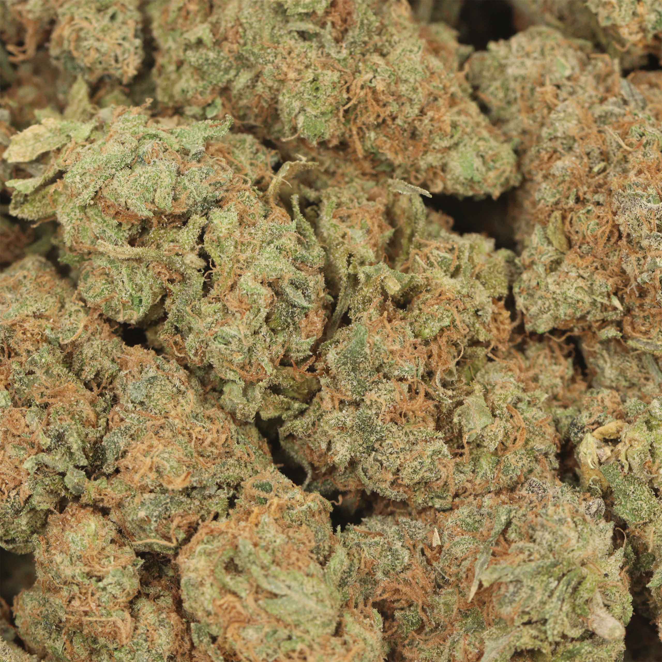 Overhead close-up of Wedding Cake cannabis buds and pistils