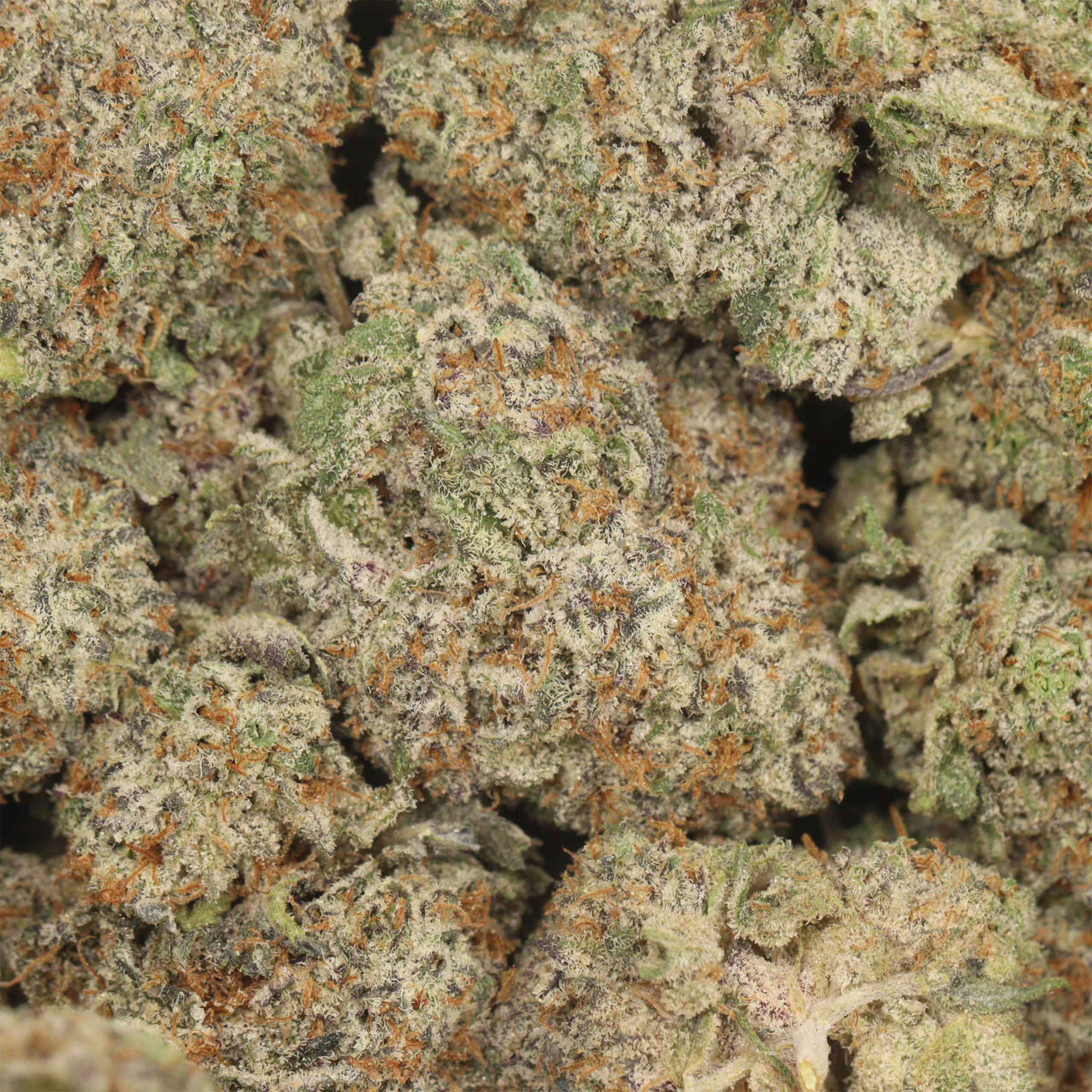 Dank Sinatra - Image 3