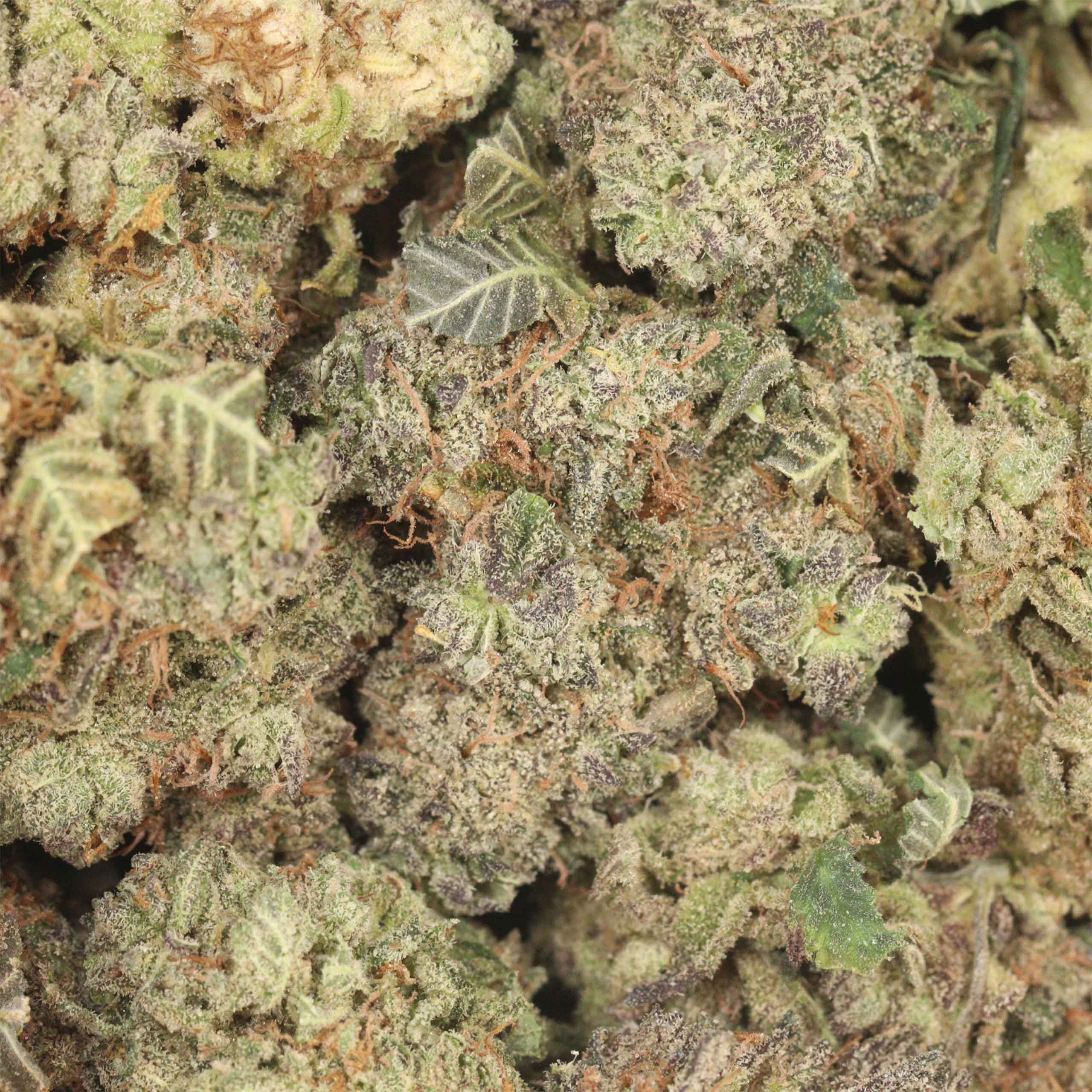 Maui Berry - Image 3