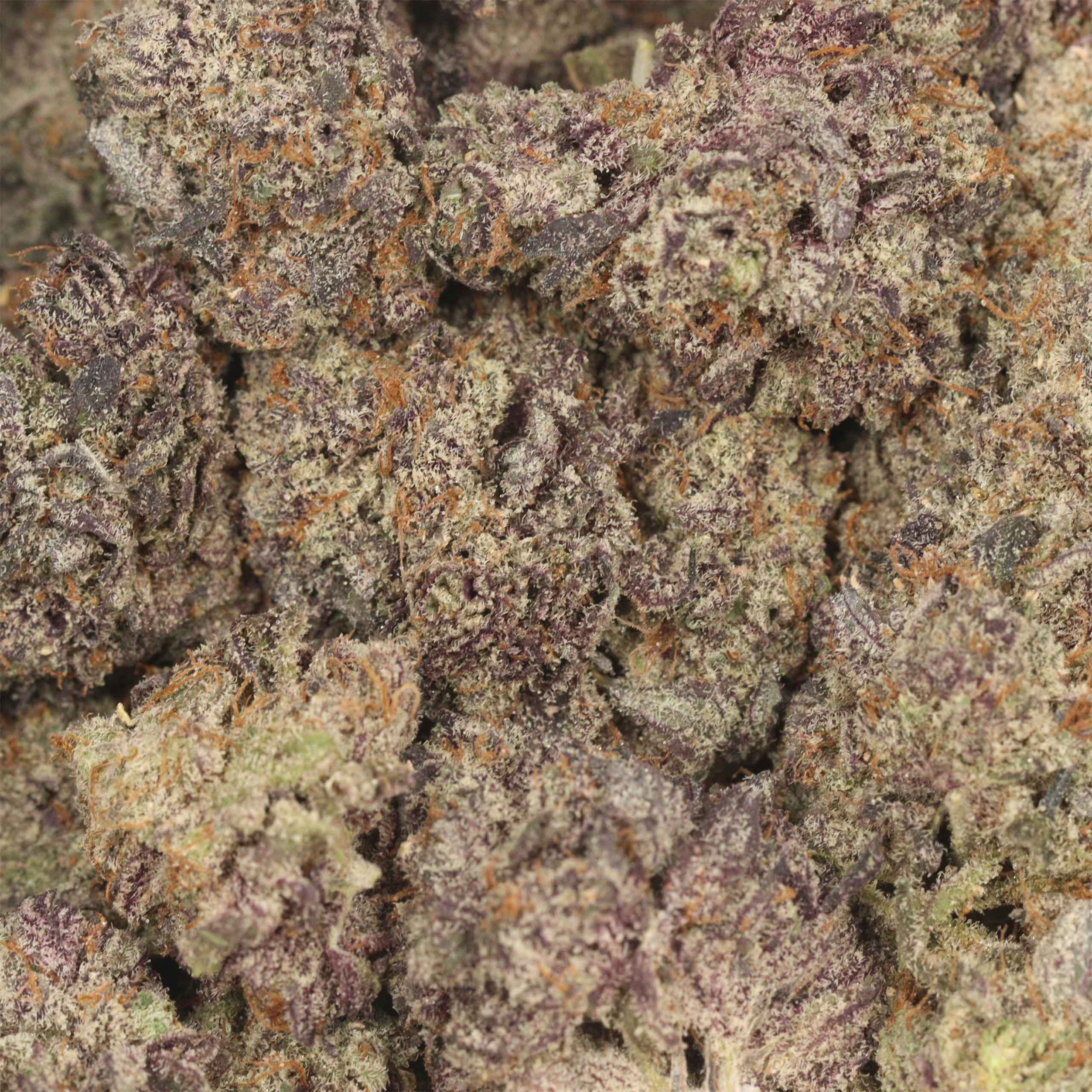 Purple Rain - Image 3
