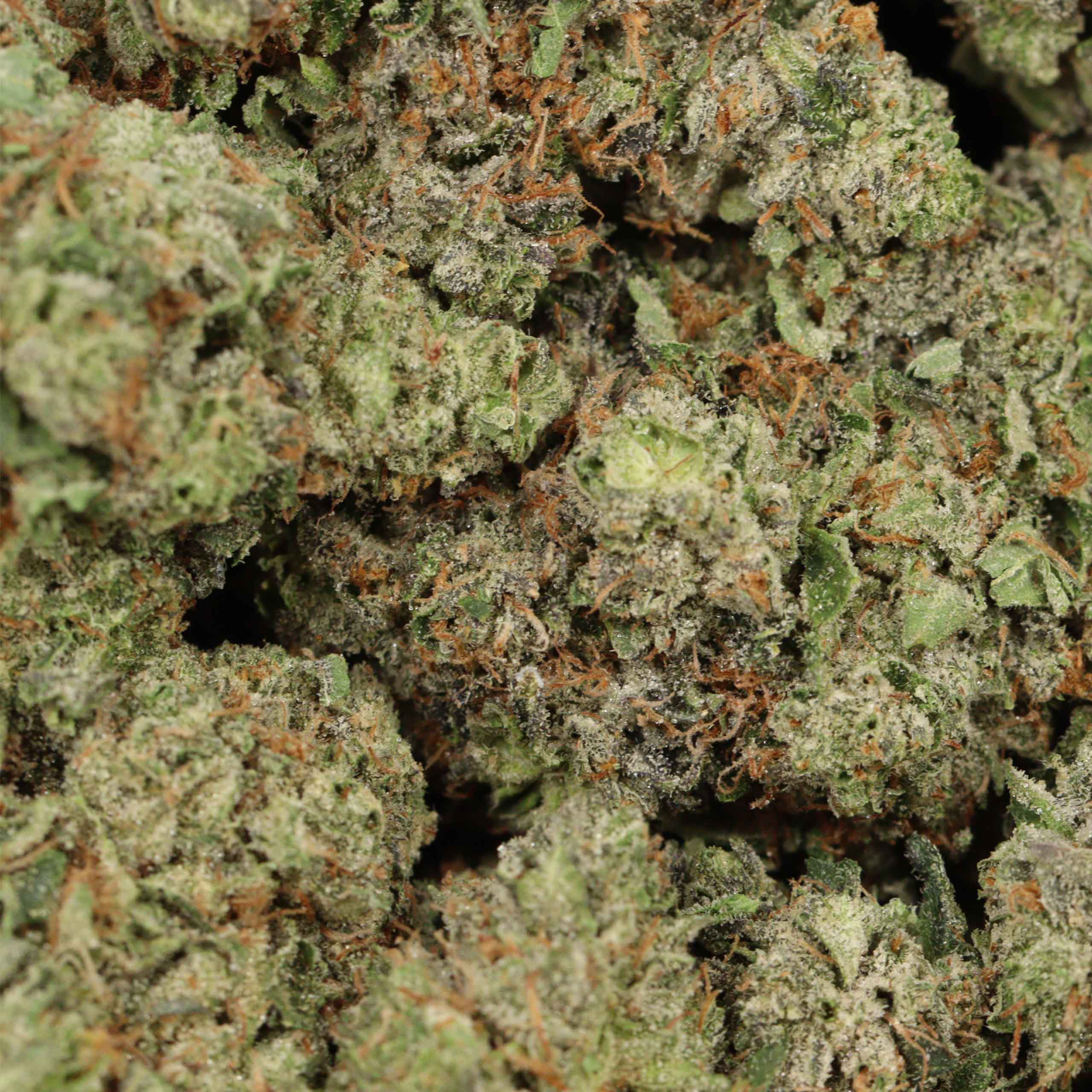 Afghani Pink - Image 2