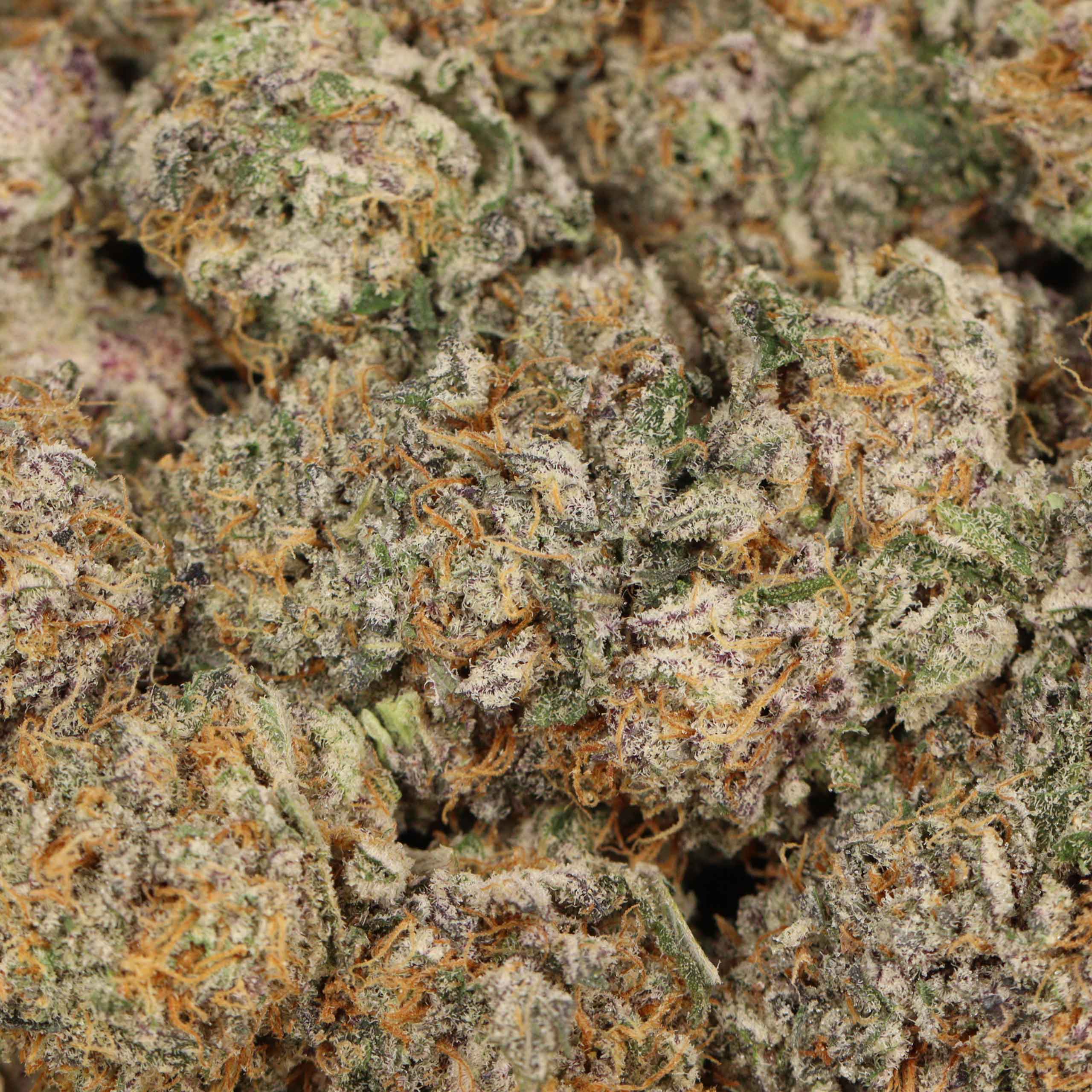 Black Kush - Image 3