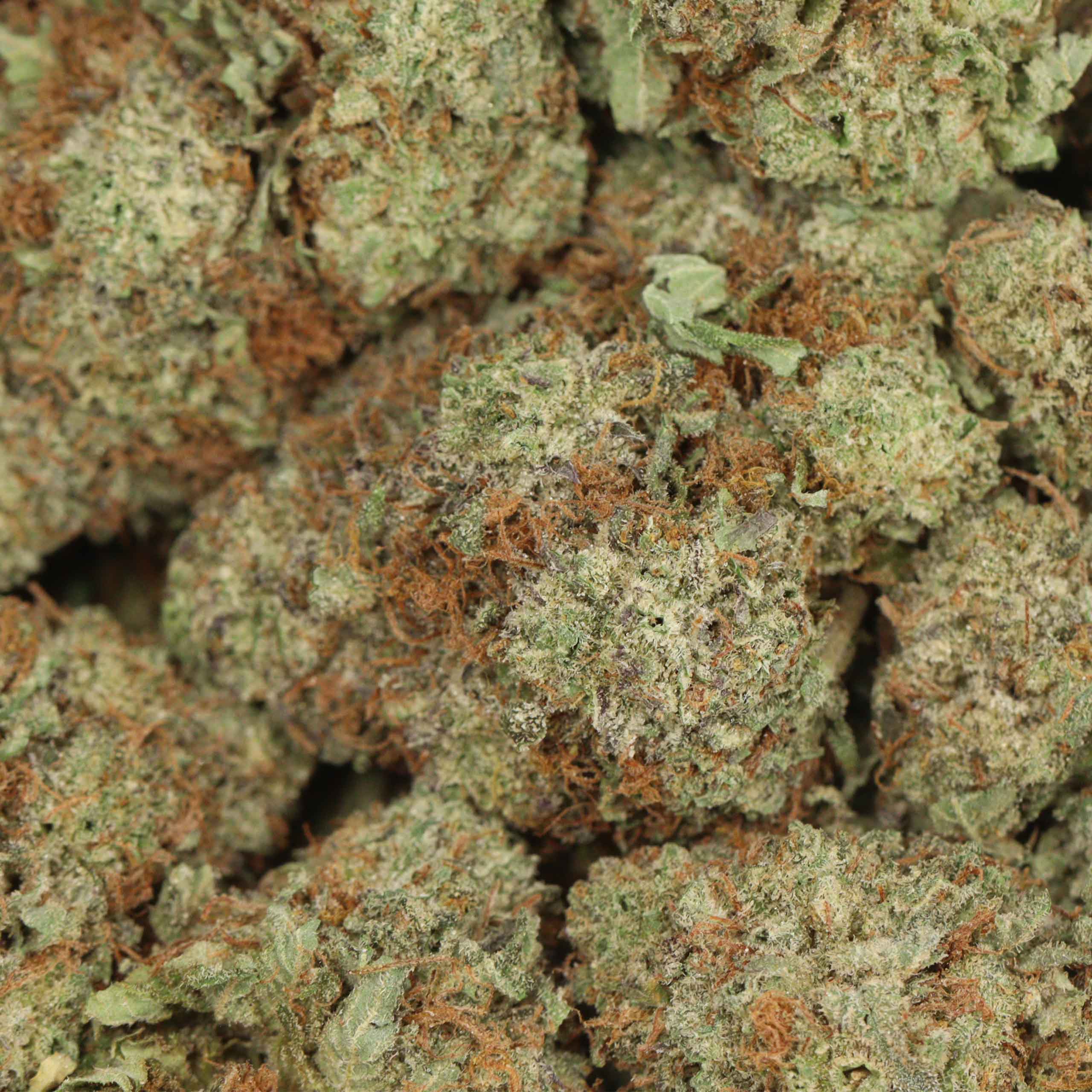Black Mamba - Image 3