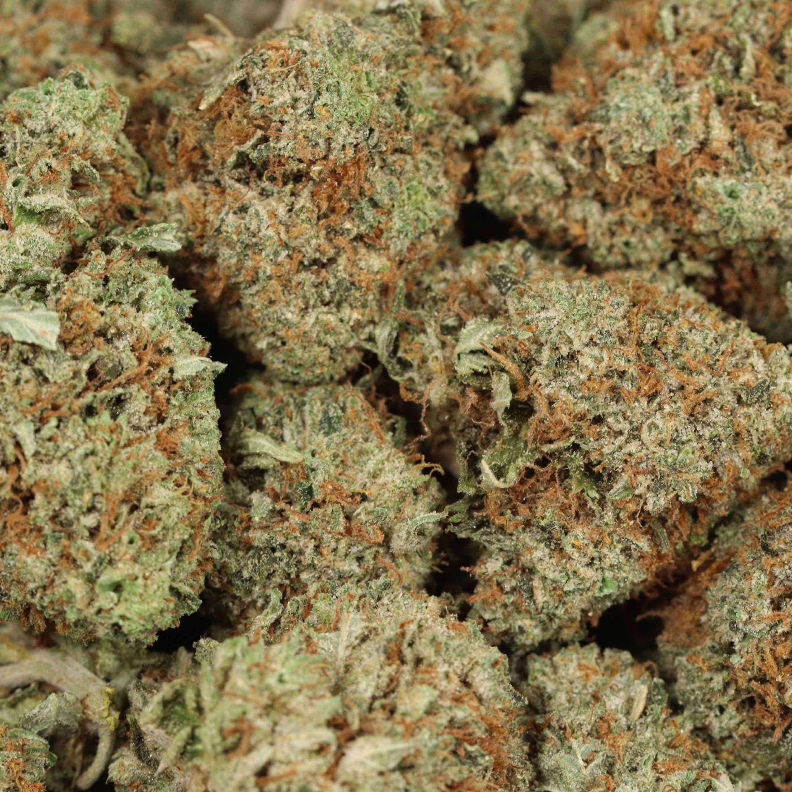 Close-up of Blue Dream cannabis buds with orange-brown pistils