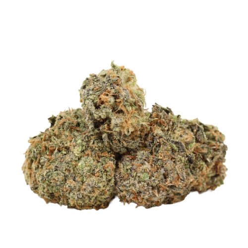 Chocolope strain cannabis