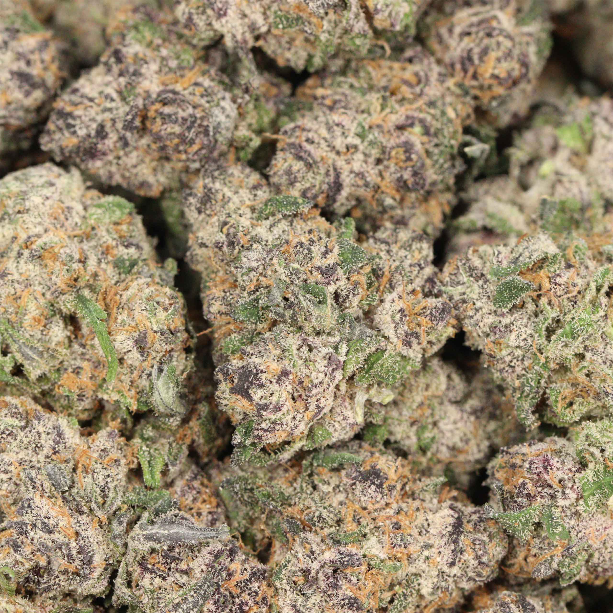 Dank Sinatra - Image 3
