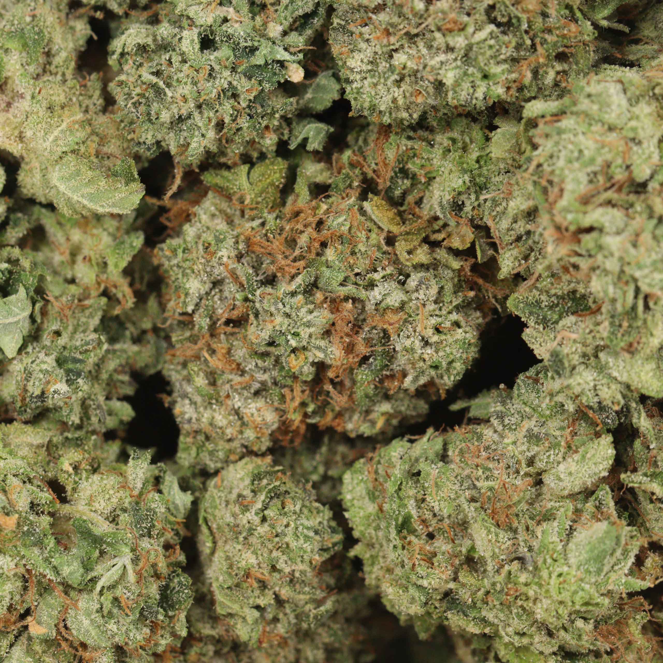 Death Tuna cannabis wholesale