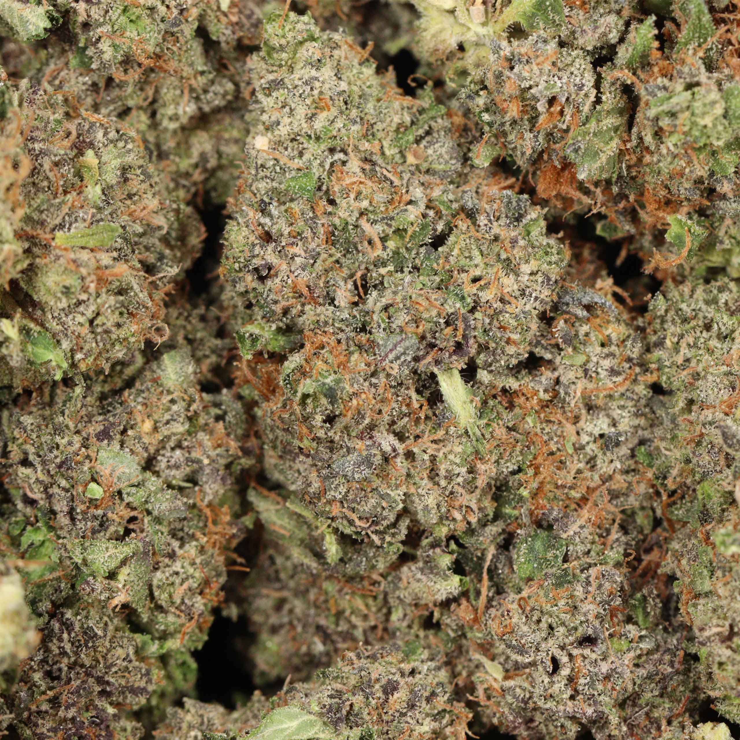 Mike Tyson OG - Image 3