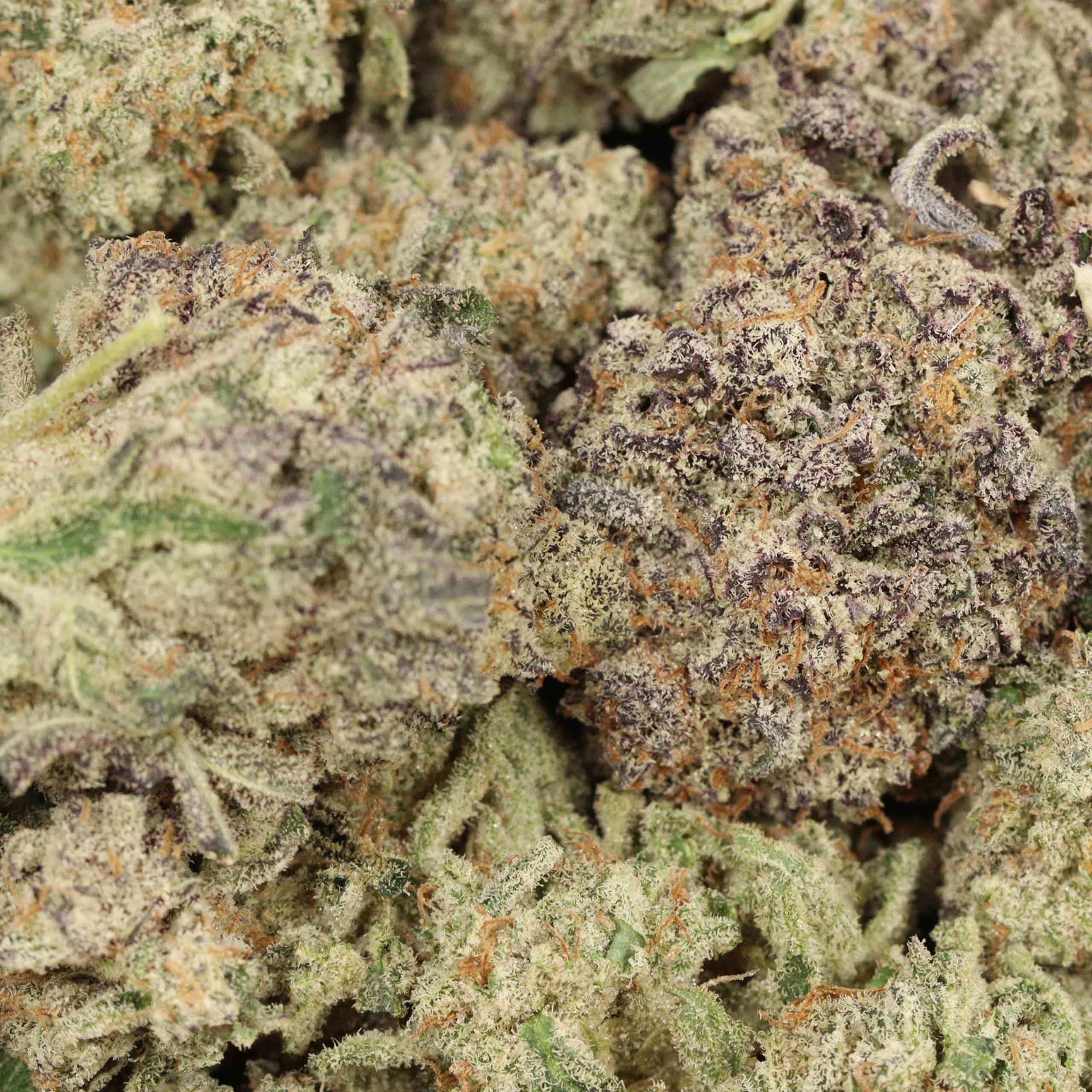 Mimosa - Image 3