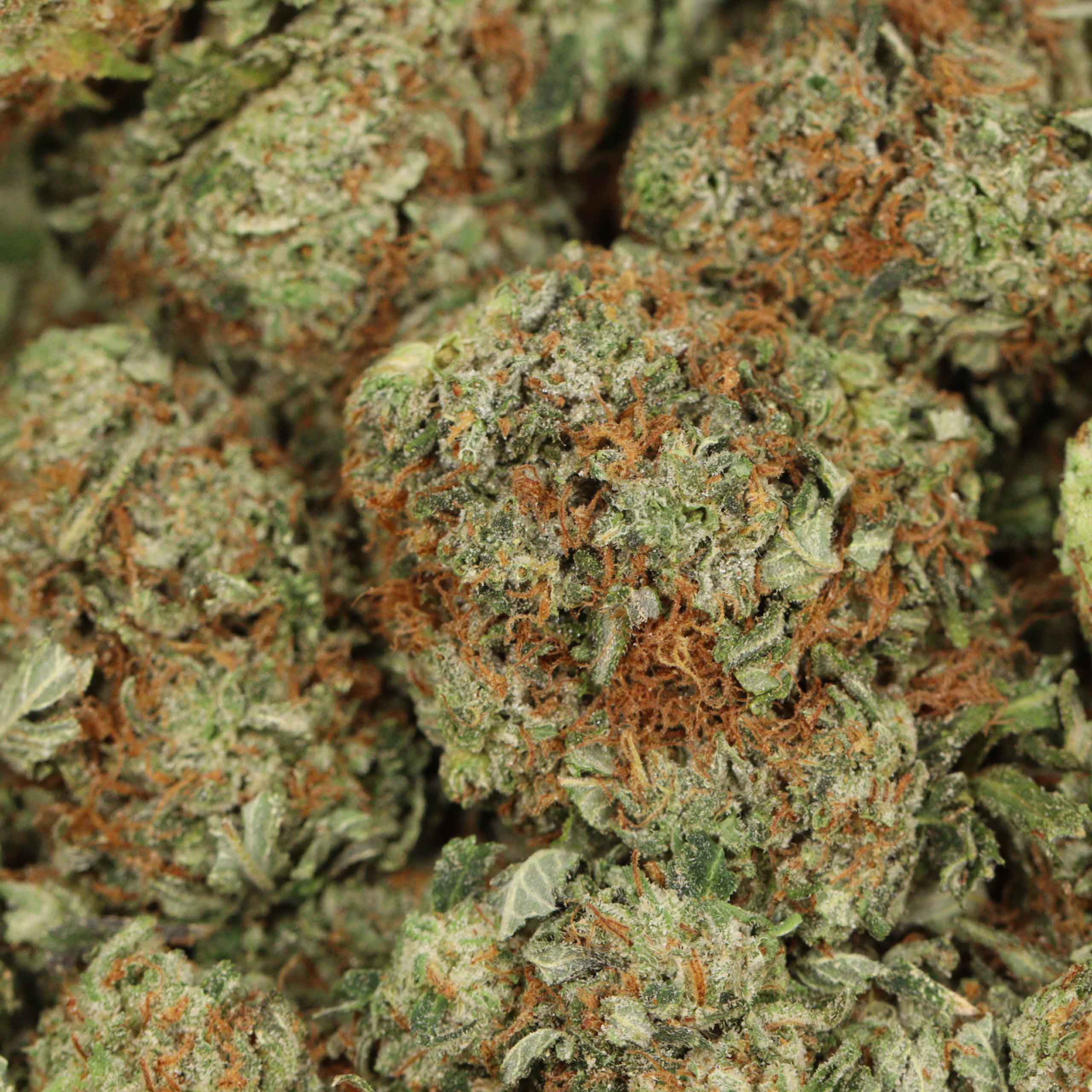 Pink Star - Image 3