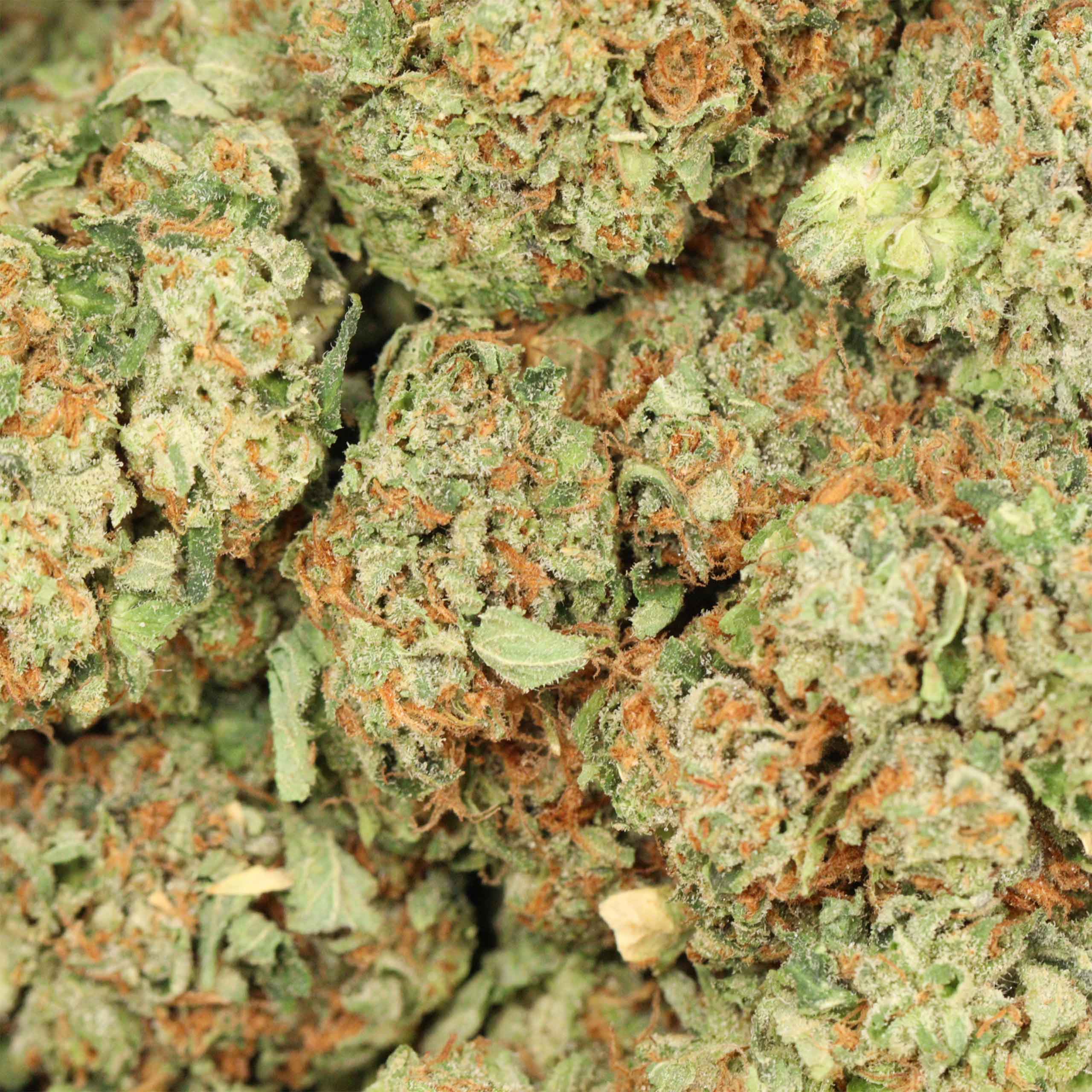 Pink Star - Image 3