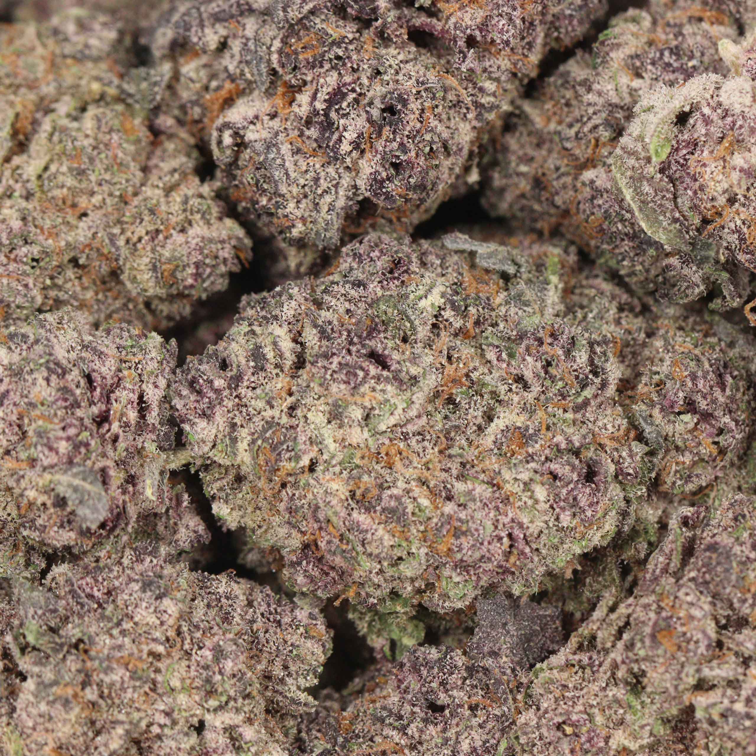 Purple Queen craft cannabis