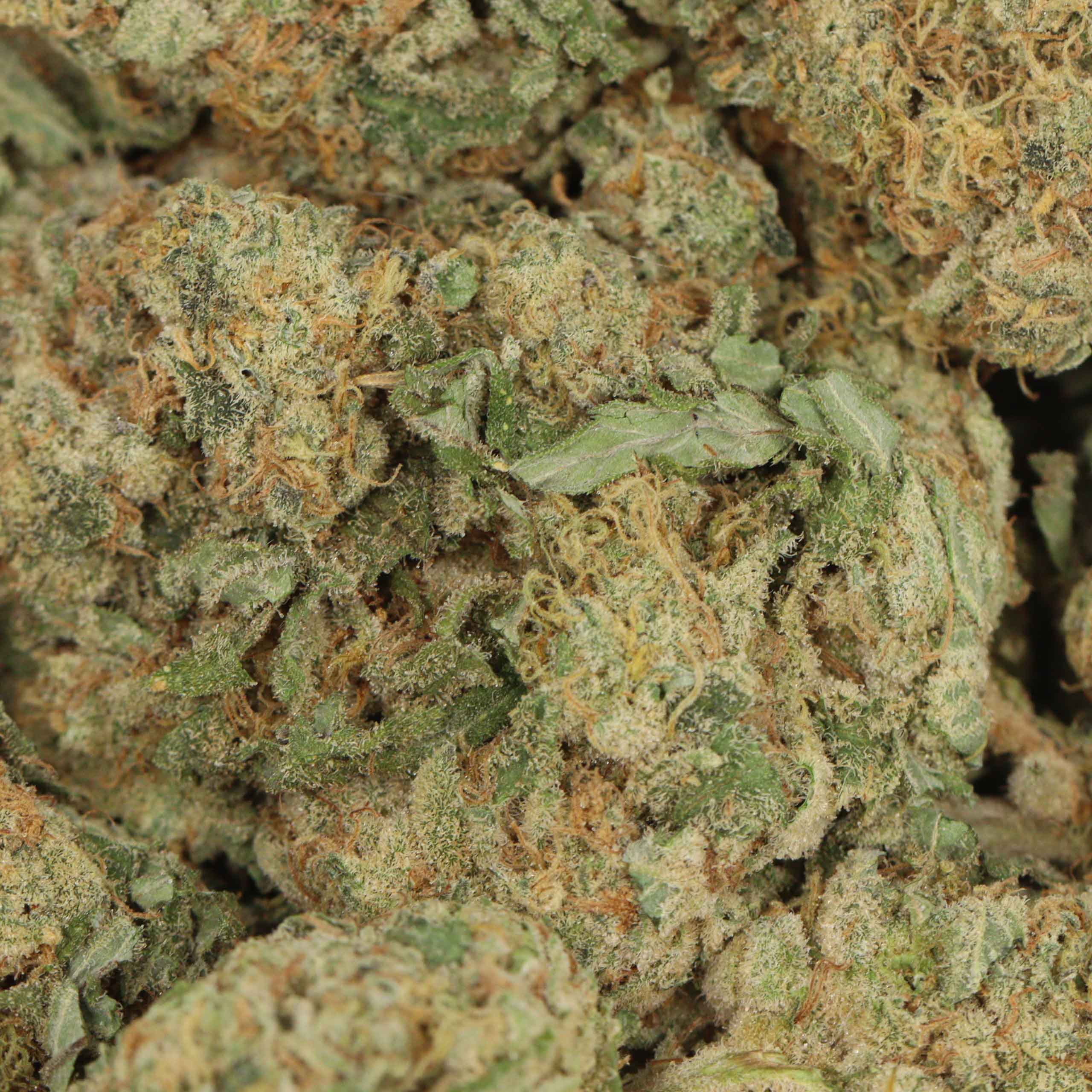 West Coast Diesel - Image 3